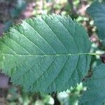 Alnus viridis पत्ता