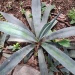 Agave americana葉