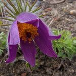 Anemone pulsatilla 花