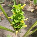 Goeppertia cylindrica Flower