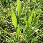 Brachypodium sylvaticum Leaf