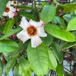 Strophanthus gratus Flower