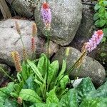 Primula vialii Habitus