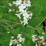 Deutzia gracilis Blüte