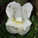 Costus afer 花