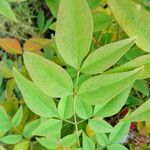 Nandina domestica Lapas