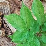 Amorphophallus konjac Leaf