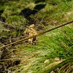Juncus effusus Cvet