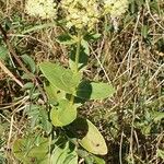 Sedum telephium Habit