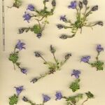 Campanula cenisia Beste bat