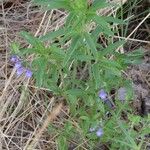 Scutellaria drummondii Yeri