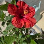 Hibiscus fragilisFlower