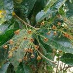 Sterculia balanghas Flor