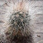 Haageocereus decumbens Drugo
