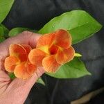 Odontadenia verrucosa Flower