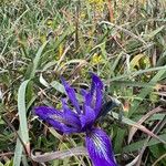 Iris douglasiana Blomst