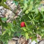 Ruscus aculeatus Fruit