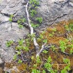 Salix serpillifolia Blad