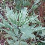 Romneya coulteri Folha