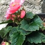 Begonia tuberhybrida Květ