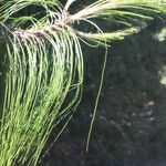 Pinus patula 葉