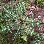 Galactites duriaei Likasa