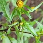 Bidens connata Fiore