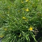 Hemerocallis citrina Лист