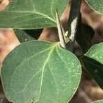 Canthium armatum Leaf