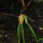 Phragmipedium longifolium Hoja