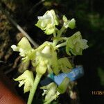 Polystachya odorata Flower