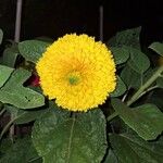 Helianthus decapetalus Цветок