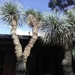 Yucca elata Агульны выгляд