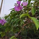 Lagerstroemia indicaFlower