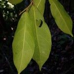 Stephanopodium costaricense Frunză