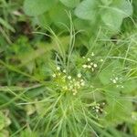 Cyclospermum leptophyllum Blüte