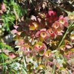Androsace maxima Likasa