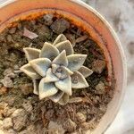 Graptopetalum paraguayense Yaprak