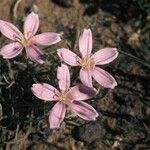 Lygodesmia grandiflora Flor