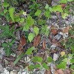Herissantia crispa Leaf