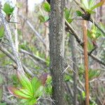 Berberis thomsoniana Habitat