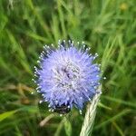 Jasione montana花