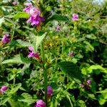 Galeopsis pubescens Blüte