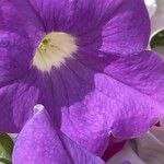 Petunia spp. Flors