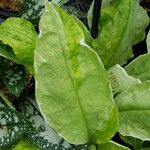 Pulmonaria rubra Hoja