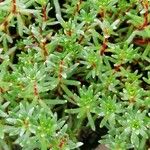 Saxifraga aizoides Blatt