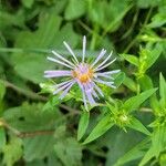 Symphyotrichum puniceum Flors