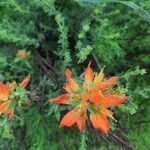 Castilleja tenuiflora Flower