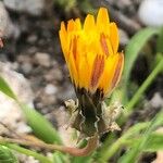 Reichardia tingitana Flower