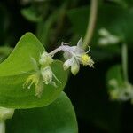 Streptolirion volubile Celota